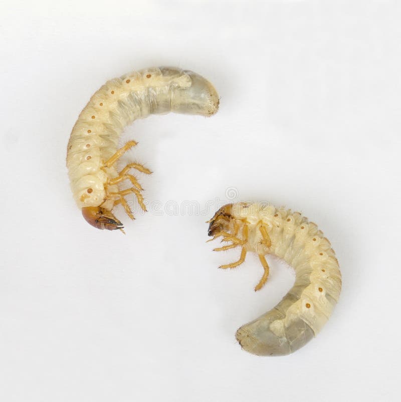 White Grub or Cicada larva (Meimuna opalifera Walker, Pompania sp.) on white background