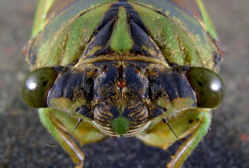 Cicada stock image. Image of eyes, antenna, green, insect 58097569