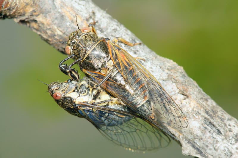 Pair of Cicadas on Palo Verde Tree Arizona Stock Image Image of