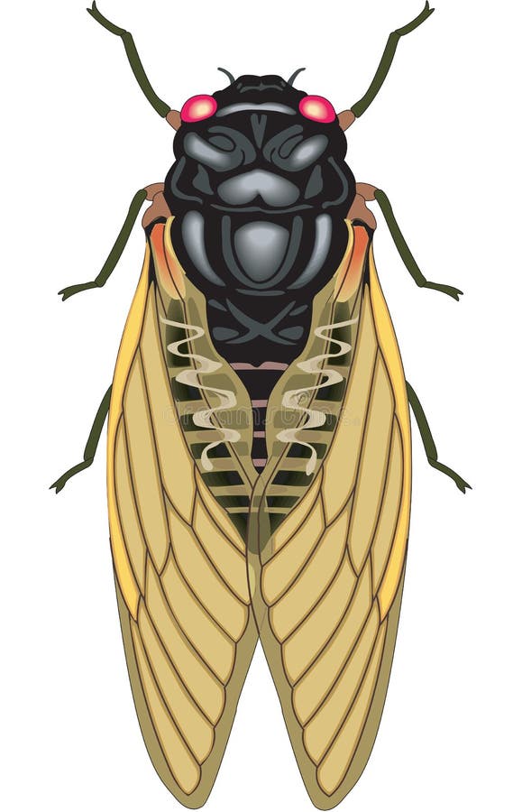 Cicada Vector Illustration