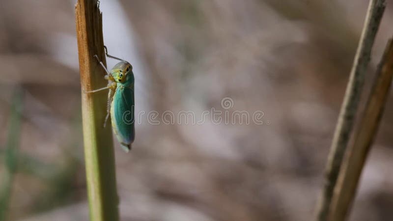 Cicadelle verte - macro tir - vue supérieure banque de vidéos