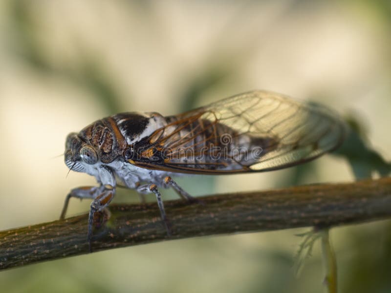 Cicadidae-Zikadennahaufnahme auf einem Baumast lizenzfreie stockfotos Cicadidae-Zikadennahaufnahme auf einem Baumast lizenzfreie stockfotos