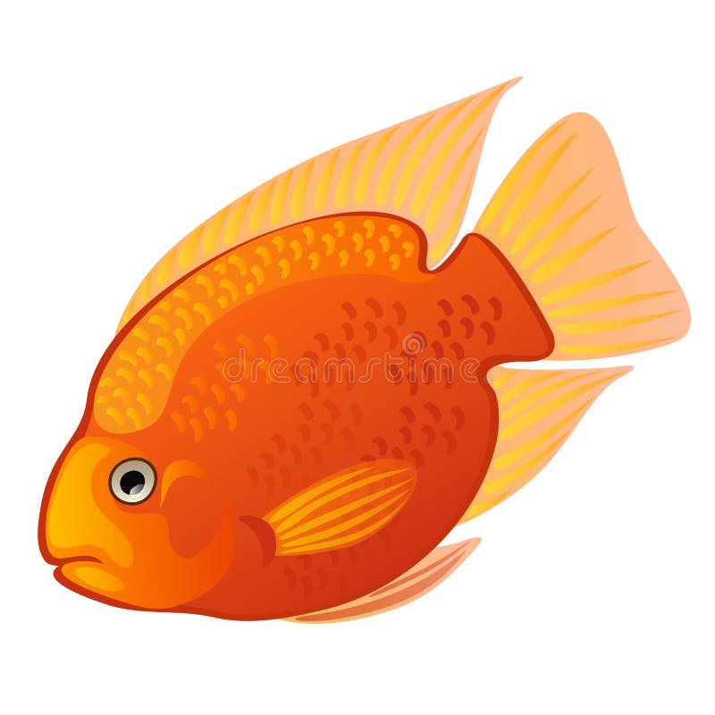 Cichlid Midas тропических рыб шаржа оранжевые или citrinellus Amphilophus изолированное на белой предпосылке также вектор иллюстр иллюстрация вектора Cichlid Midas тропических рыб шаржа оранжевые или citrinellus Amphilophus изолированное на белой предпосылке также вектор иллюстр иллюстрация вектора