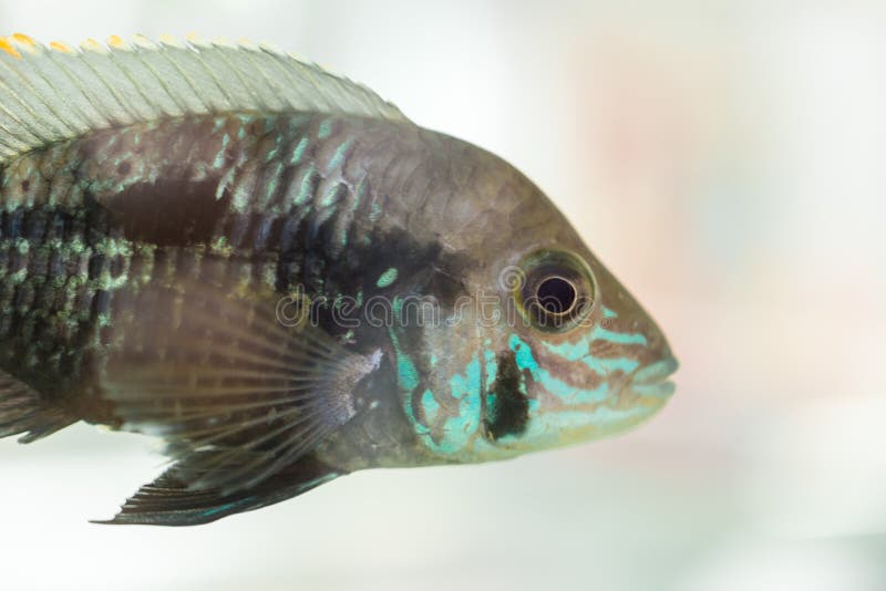 Cichlidae do an?o dos peixes do aqu?rio O nijsseni de Apistogramma é uma espécie de peixes de cichlidae, endêmico à água preta lo fotografia de stock Cichlidae do an?o dos peixes do aqu?rio O nijsseni de Apistogramma é uma espécie de peixes de cichlidae, endêmico à água preta lo fotografia de stock