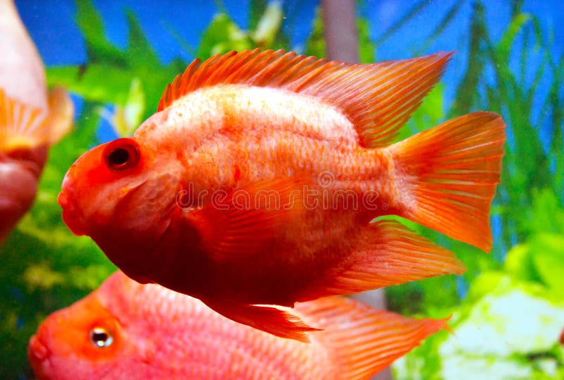 Cichlids czerwieni papuga fotografia stock Cichlids czerwieni papuga fotografia stock
