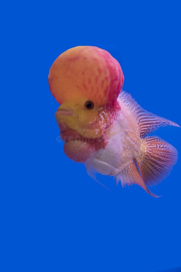 Cichlids, Thaïlande photographie stock libre de droits Cichlids, Thaïlande photographie stock libre de droits