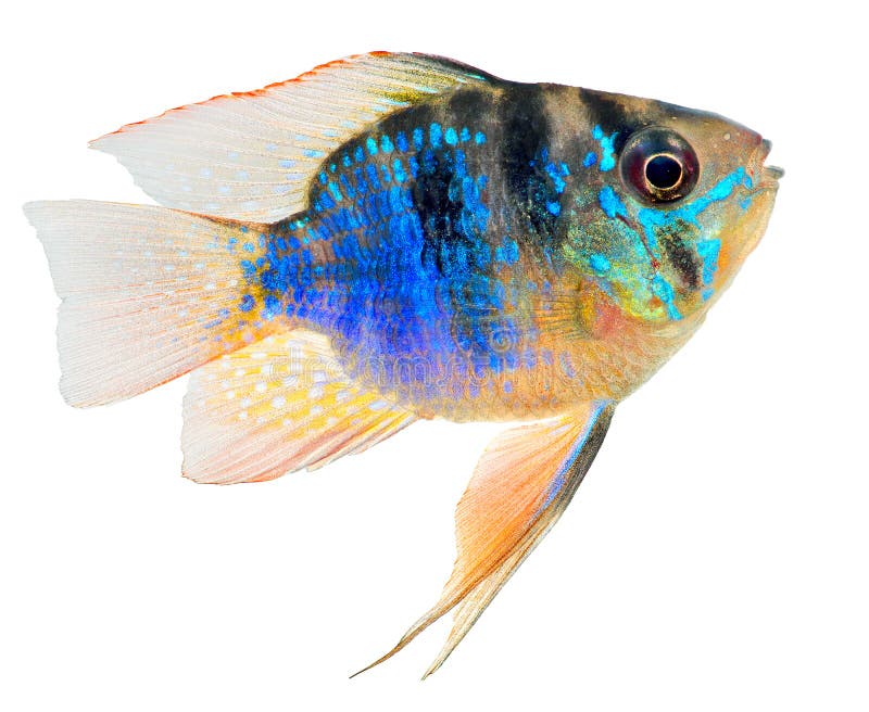 Blue cichlid isotated on white background. Blue cichlid isotated on white background