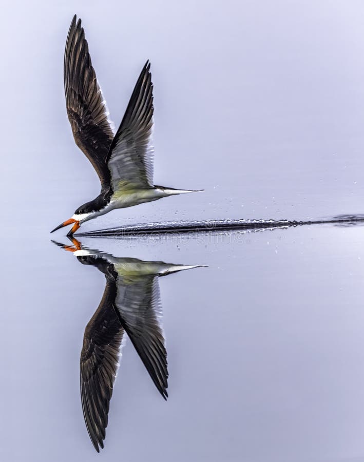 A Black Skimmer skimming the water in search of food. The Black Skimmer is a shorebird and very sleak looking when gliding over the water. A Black Skimmer skimming the water in search of food. The Black Skimmer is a shorebird and very sleak looking when gliding over the water.