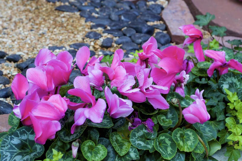 Victorian Pink Cyclamen growing in Las Vegas Nevada   811889   Cyclamen persicum `Victorian Pink. Victorian Pink Cyclamen growing in Las Vegas Nevada   811889   Cyclamen persicum `Victorian Pink