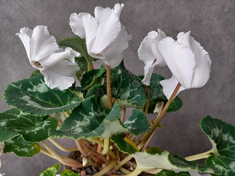 Flor fresca e brilhante de peão florescendo de perto