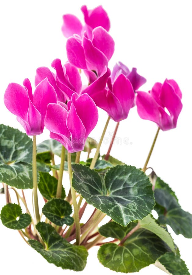 Ciclamino del fiore di rosa di Bush fotografia stock libera da diritti Ciclamino del fiore di rosa di Bush fotografia stock libera da diritti
