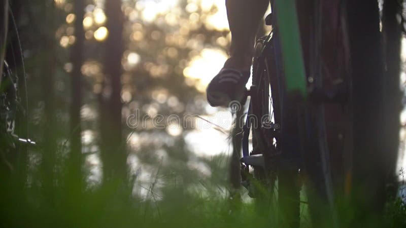 Ciclismo do homem novo e da mulher através da floresta do pinho