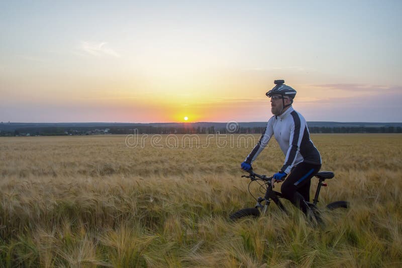 Ciclista in bicicletta lungo i campi di grano al sole. sport e hobby. attività all'aperto