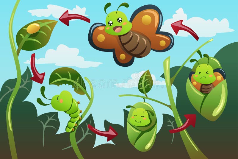 Ciclo de vida de la mariposa stock de ilustración Ciclo de vida de la mariposa stock de ilustración