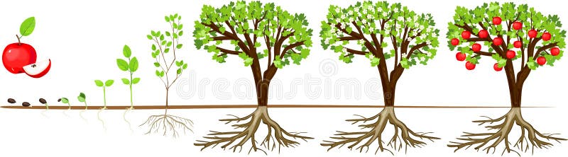 Ciclo de vida del manzano Etapas del crecimiento de la semilla a la planta adulta con las frutas stock de ilustración Ciclo de vida del manzano Etapas del crecimiento de la semilla a la planta adulta con las frutas stock de ilustración