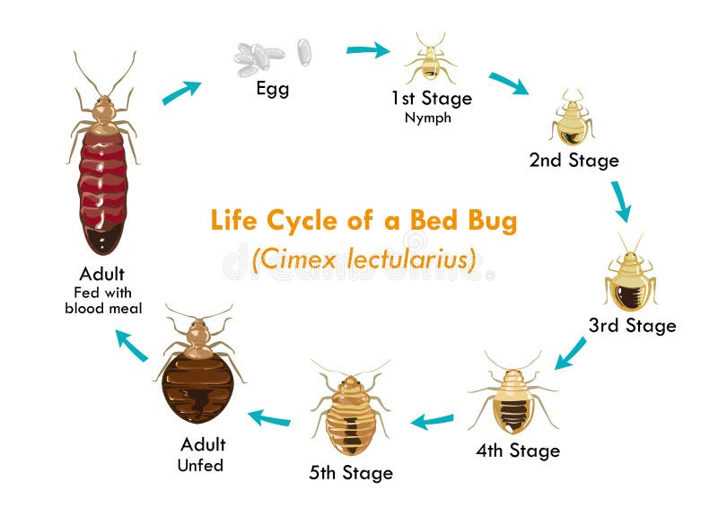 Ciclo de vida del vector eps10 del insecto de cama