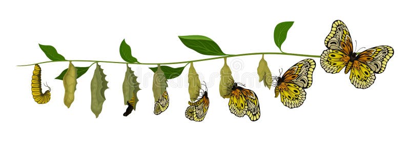 Ciclo de vida de la mariposa de la larva al insecto adulto Criatura del vuelo Tema de la entomología Diseño plano del vector