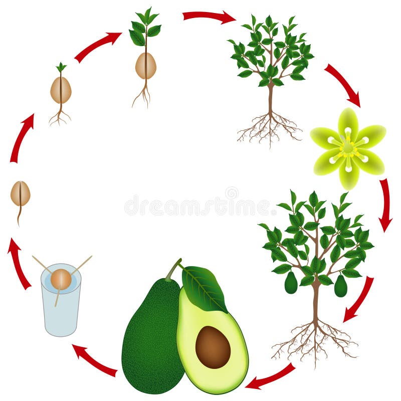 Ciclo de vida de un aguacate en un fondo blanco libre illustration Ciclo de vida de un aguacate en un fondo blanco libre illustration