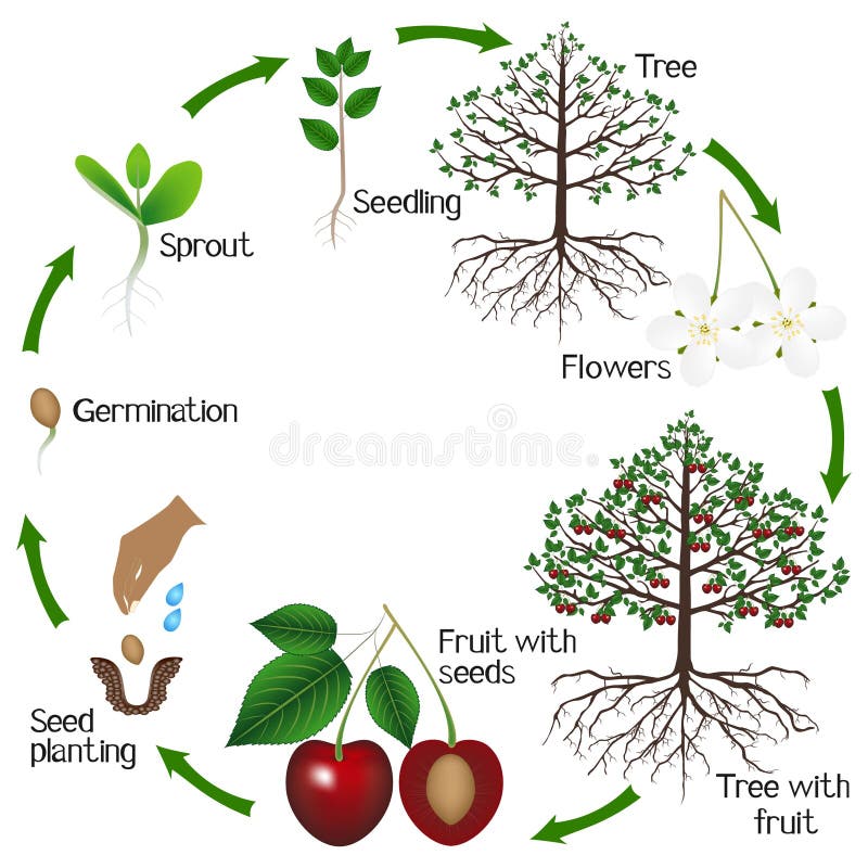 Ciclo di crescita di un ciliegio su un fondo bianco illustrazione vettoriale Ciclo di crescita di un ciliegio su un fondo bianco illustrazione vettoriale
