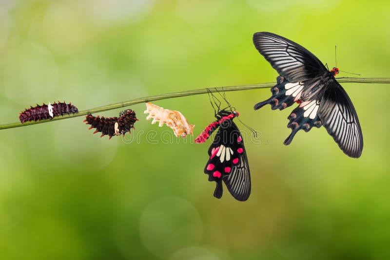Ciclo di vita comune della farfalla di aristolochiae di Rose Pachliopta