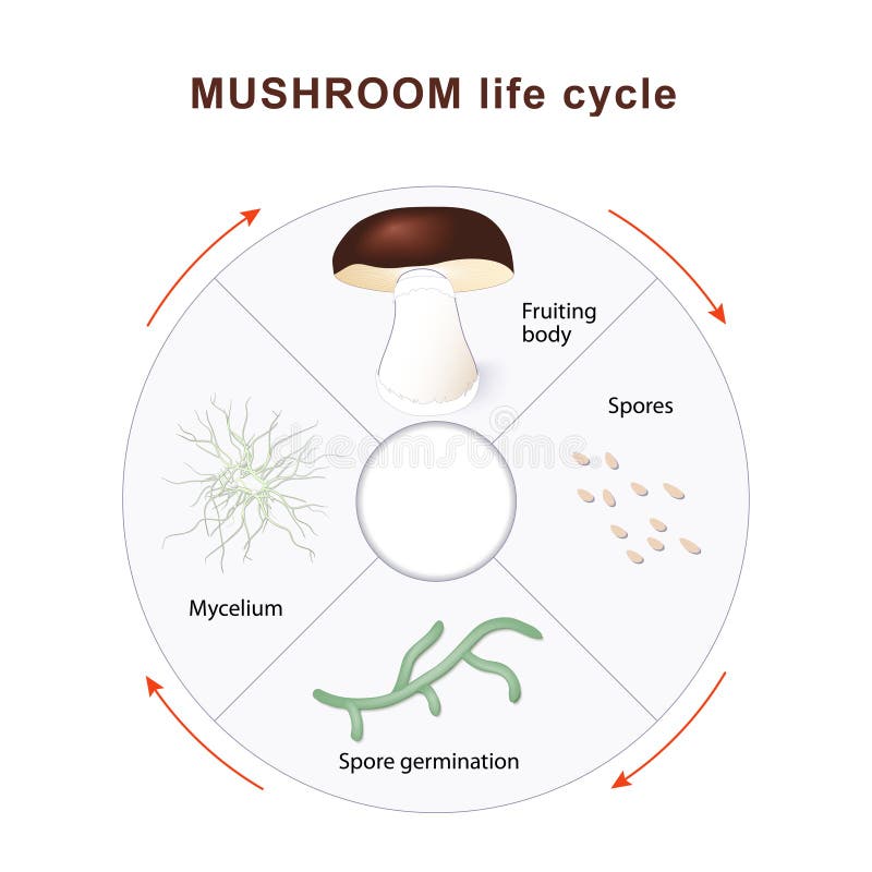 Ciclo di vita del fungo