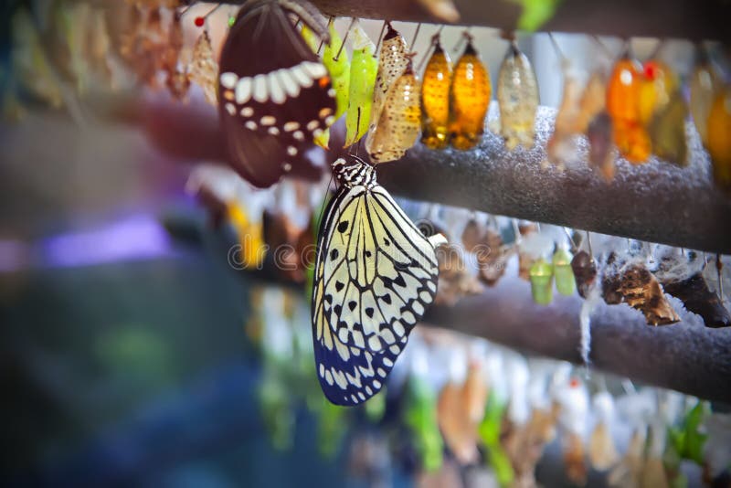 Ciclo di vita della farfalla
