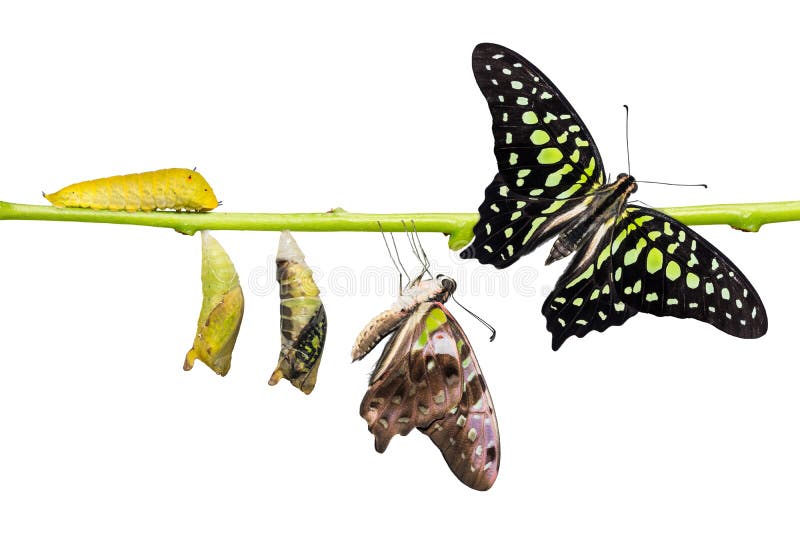Ciclo di vita munito della farfalla del agamemnon di Jay Graphium