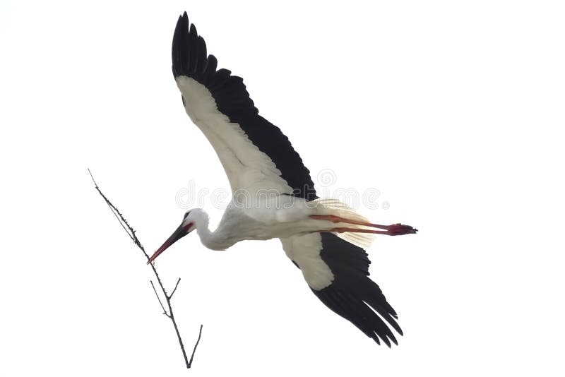 A white stork flying against white background. A white stork flying against white background.