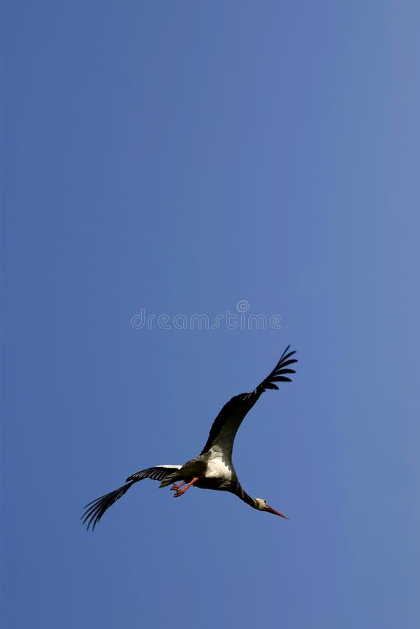 A stork in flight against a clear blue sky. A stork in flight against a clear blue sky.