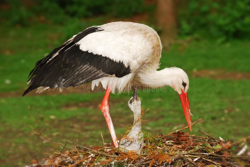 Stork in its nest feeding a newborn. Stork in its nest feeding a newborn