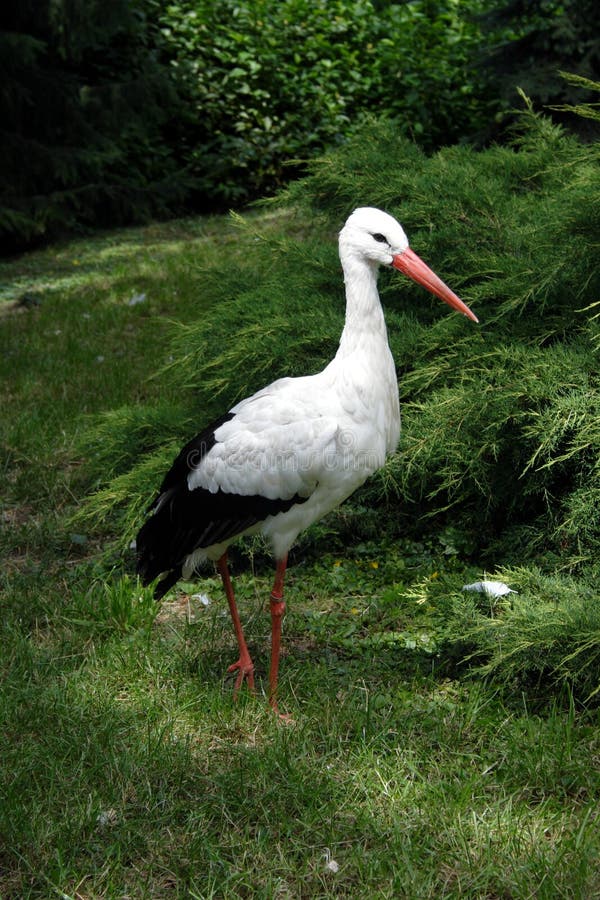 White stork at green meadow. White stork at green meadow