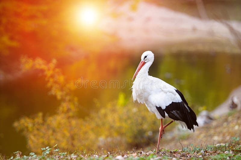 White stork (Ciconia ciconia) in the morning light. White stork (Ciconia ciconia) in the morning light.