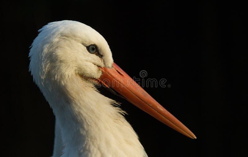 Portrait of a white stork (Ciconiidae). Portrait of a white stork (Ciconiidae)