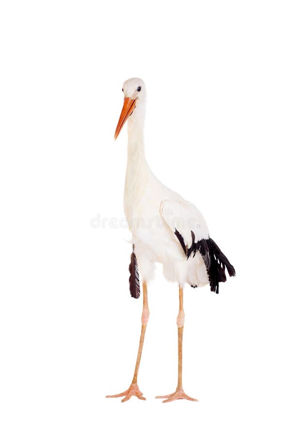 White Stork - Ciconia ciconia. Isolated on white. White Stork - Ciconia ciconia. Isolated on white.