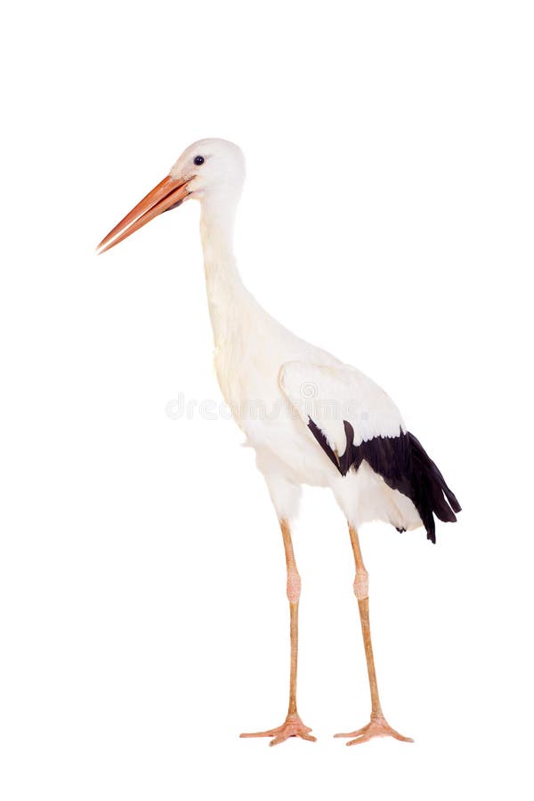 White Stork - Ciconia ciconia. Isolated on white. White Stork - Ciconia ciconia. Isolated on white.