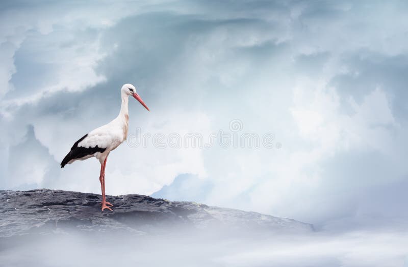 Side view of full body of white stork high on the mountain rock. Cloudy and foggy landscape. Greeting card template for future or newborn baby. Side view of full body of white stork high on the mountain rock. Cloudy and foggy landscape. Greeting card template for future or newborn baby.