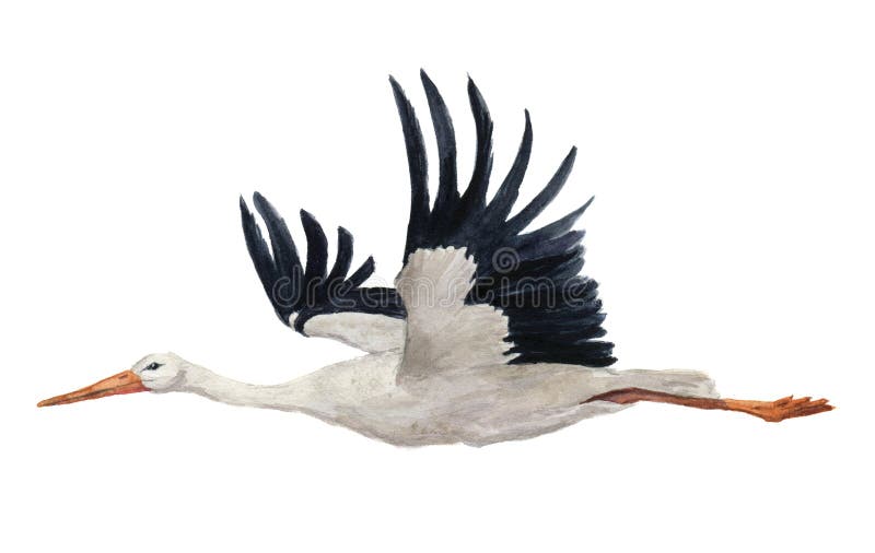 Watercolor flying white stork. Hand painted ciconia bird illustration isolated on white background. For design, prints or background. Watercolor flying white stork. Hand painted ciconia bird illustration isolated on white background. For design, prints or background.