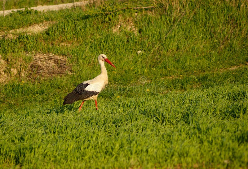 Cicogna che cammina nel campo fotografie stock Cicogna che cammina nel campo fotografie stock