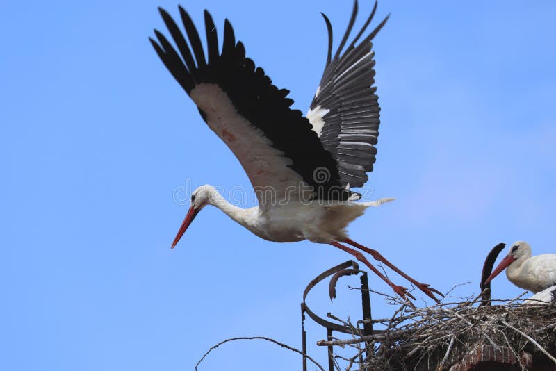 White stork, Ciconia ciconia, taking off from on nest, second stork perched on nest with chick. Nesting behavior. Bird in flight. Stork is symbol of birth. Urban wildlife. Habitat Europe, Asia, Africa. White stork, Ciconia ciconia, taking off from on nest, second stork perched on nest with chick. Nesting behavior. Bird in flight. Stork is symbol of birth. Urban wildlife. Habitat Europe, Asia, Africa