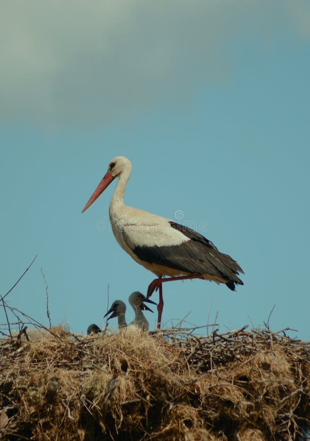 A nice view of a stork family with newborn babies. A nice view of a stork family with newborn babies