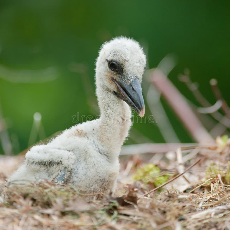 Young baby stork sitting in his nest. Young baby stork sitting in his nest