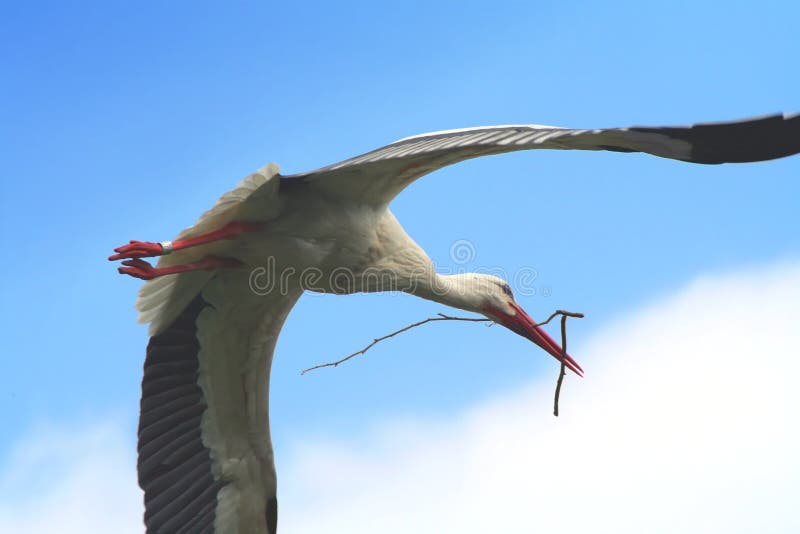 With a branch for his nest. With a branch for his nest