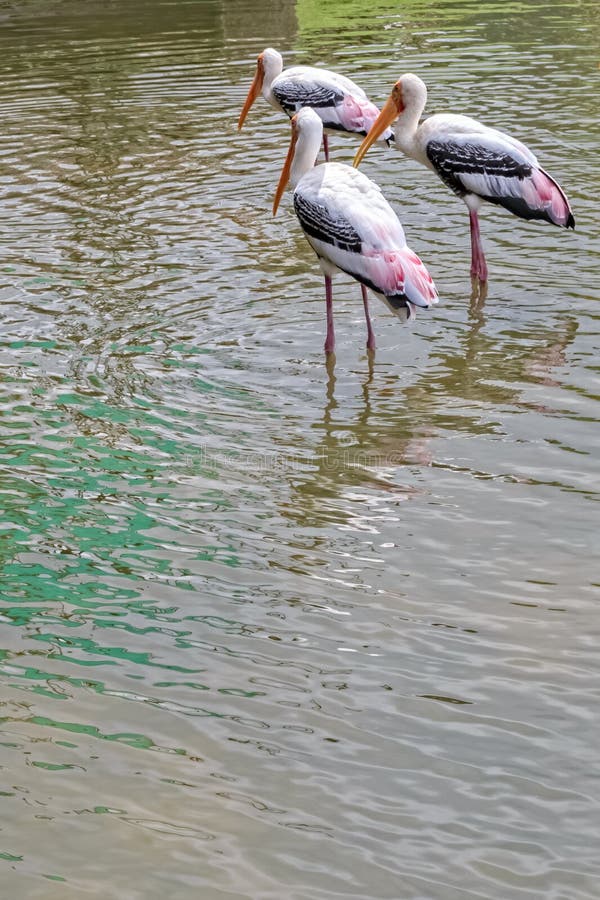 Cicogna dipinta, leucocephalus dell'ibis fotografia stock Cicogna dipinta, leucocephalus dell'ibis fotografia stock