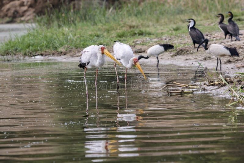 cicogna Giallo-fatturata - Mycteria Ibis fotografia stock libera da diritti cicogna Giallo-fatturata - Mycteria Ibis fotografia stock libera da diritti