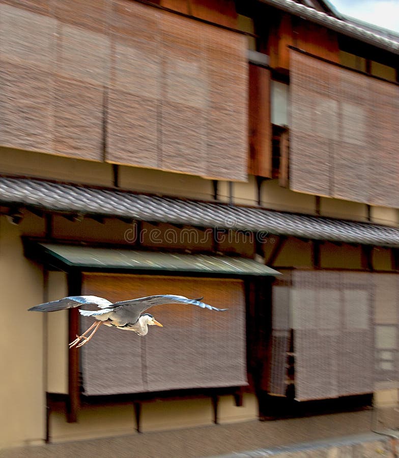 CICOGNA GIAPPONESE IN GION, KYOTO fotografia stock CICOGNA GIAPPONESE IN GION, KYOTO fotografia stock