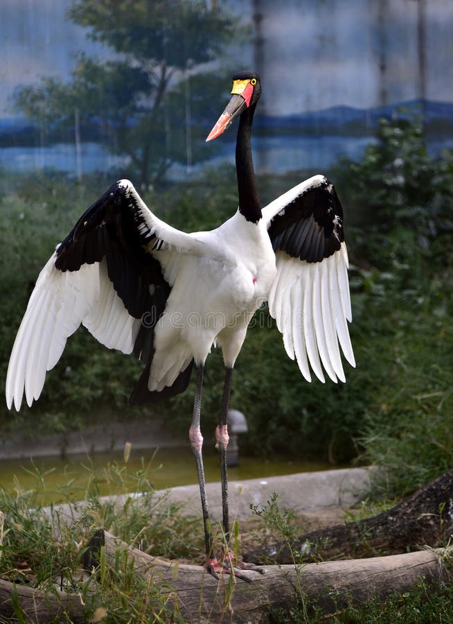 Cigno beccocorto immagini stock libere da diritti