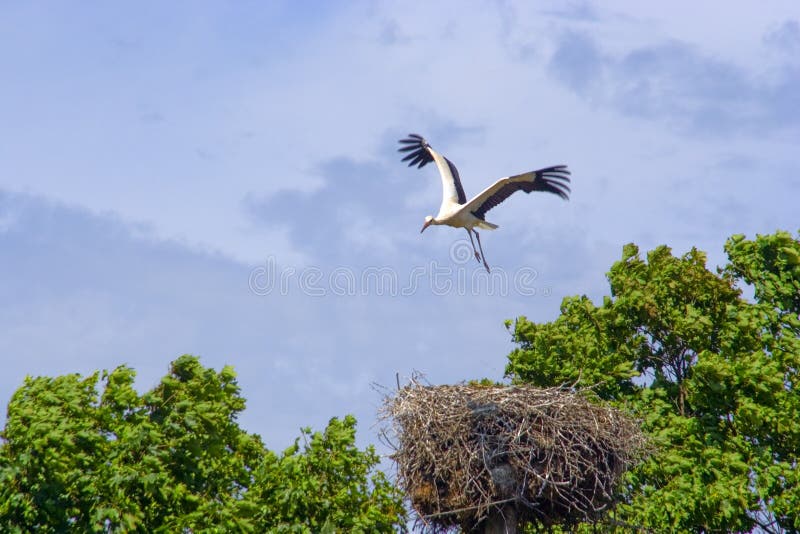 Stork fly above the nest. Stork fly above the nest