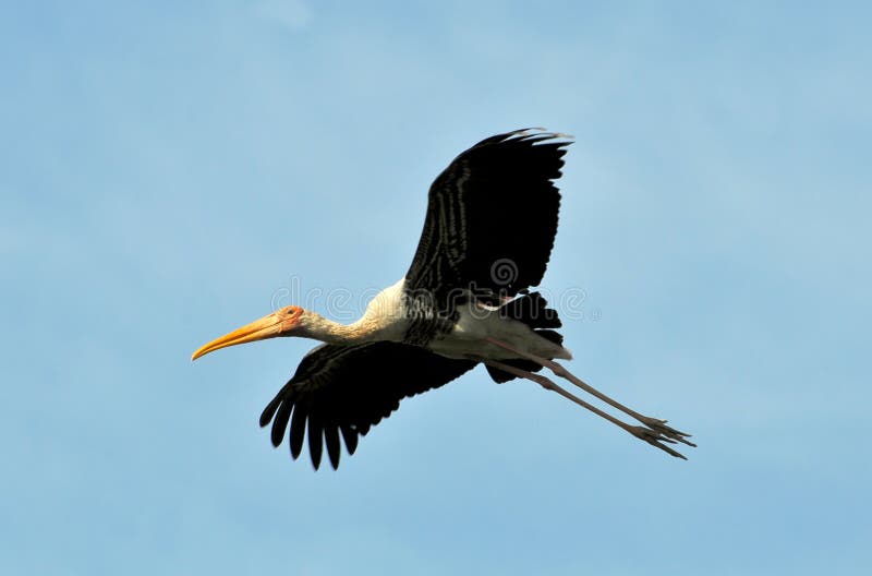 Flying painted stork looking great in the blue sky. Flying painted stork looking great in the blue sky