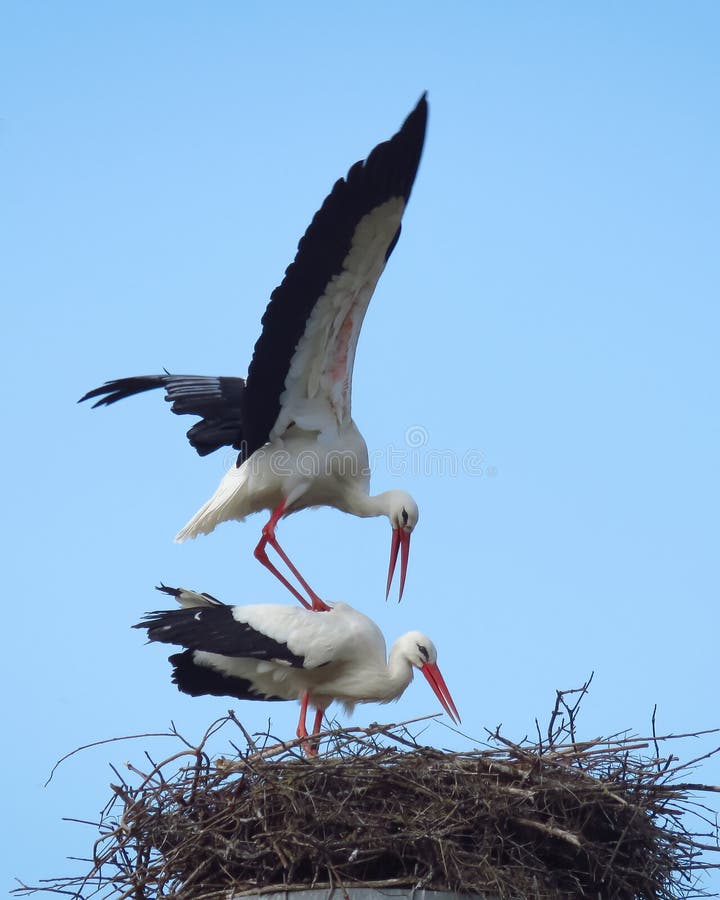 Ciconia del Ciconia de dos cigüeñas blancas en una jerarquía que se acopla en la reserva de naturaleza del Het Zwin, Bélgica imagen de archivo libre de regalías Ciconia del Ciconia de dos cigüeñas blancas en una jerarquía que se acopla en la reserva de naturaleza del Het Zwin, Bélgica imagen de archivo libre de regalías