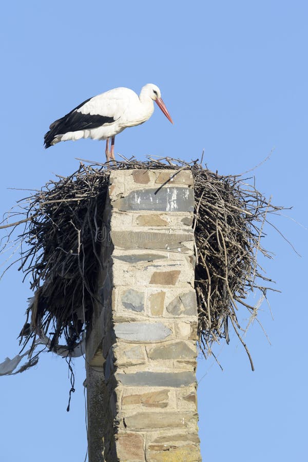 Ciconia del Ciconia de la cigüeña blanca en la jerarquía, imágenes de archivo libres de regalías Ciconia del Ciconia de la cigüeña blanca en la jerarquía, imágenes de archivo libres de regalías